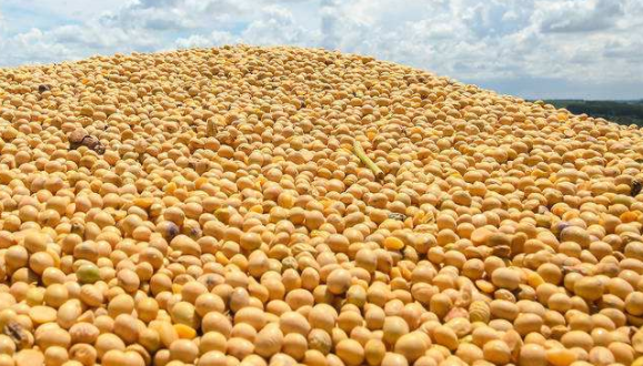 中国大豆贸易格局显著变化：美豆价格优势不复存在