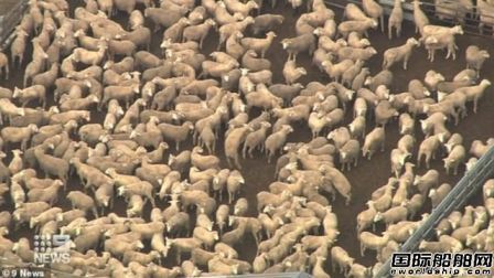 澳大利亚一艘船爆发疫情56000只羊将被宰杀
